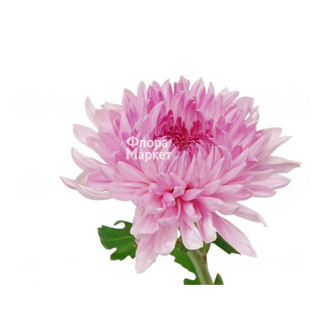 Хризантема розовая в Петрозаводске от магазина цветов «Флора Маркет»
