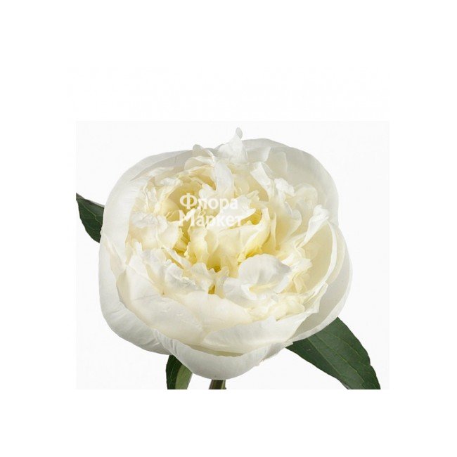 Белый пион в Петрозаводске от магазина цветов «Флора Маркет»