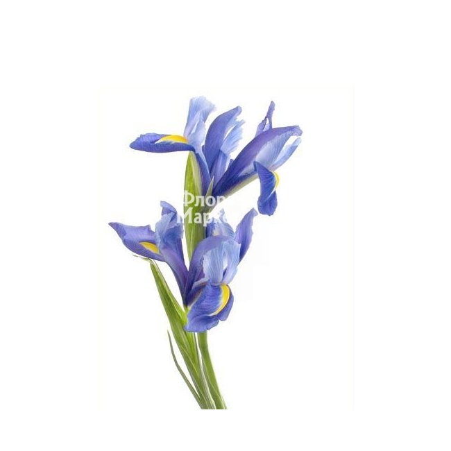 Голубой ирис в Петрозаводске от магазина цветов «Флора Маркет»