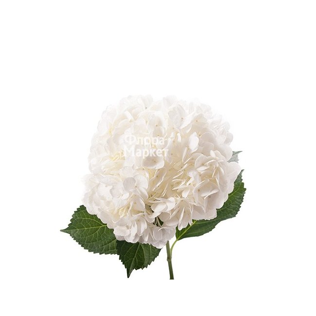 Белая гортензия в Петрозаводске от магазина цветов «Флора Маркет»