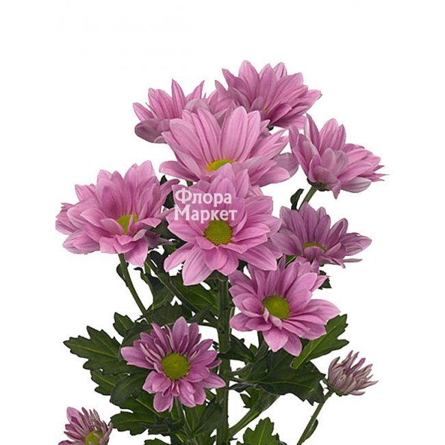 Кустовая розовая хризантема в Петрозаводске от магазина цветов «Флора Маркет»