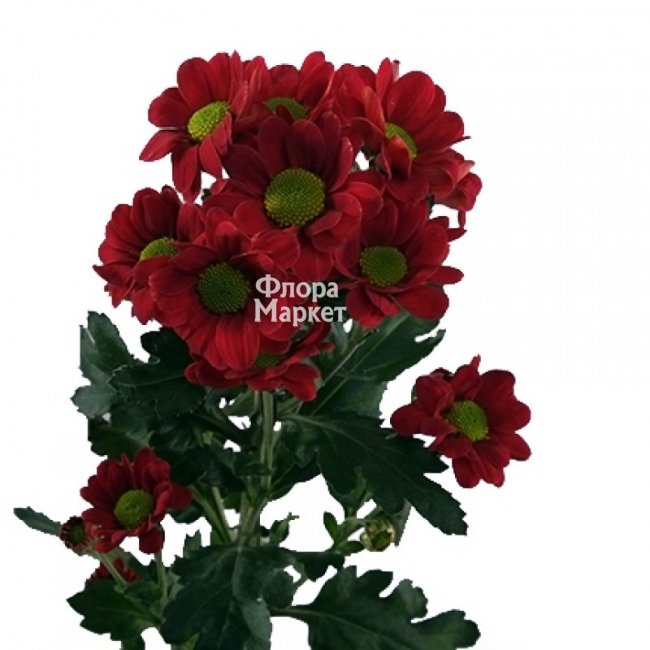 Кустовая красная хризантема в Петрозаводске от магазина цветов «Флора Маркет»