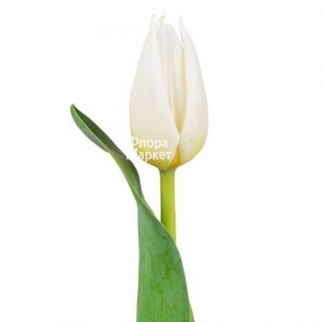 Белый тюльпан в Петрозаводске от магазина цветов «Флора Маркет»