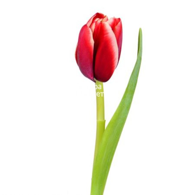 Красный тюльпан в Петрозаводске от магазина цветов «Флора Маркет»