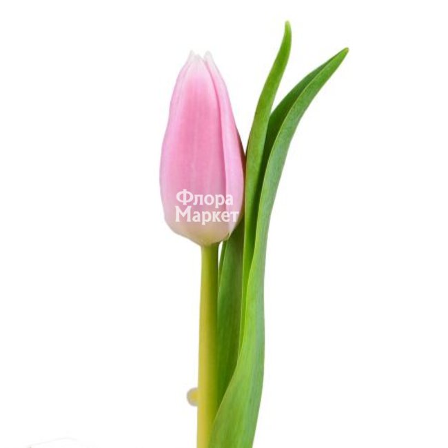 Розовый тюльпан в Петрозаводске от магазина цветов «Флора Маркет»