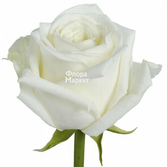 Роза White Naomi в Петрозаводске от магазина цветов «Флора Маркет»