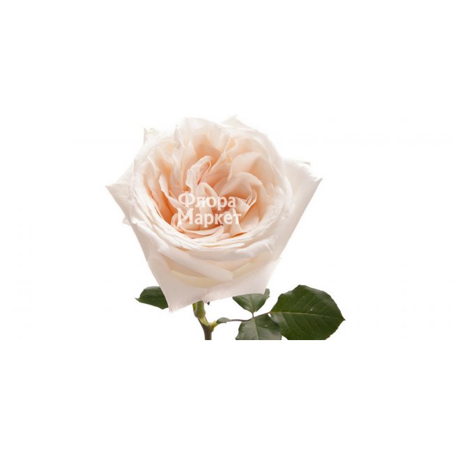 Пионовидная роза Ohara в Петрозаводске от магазина цветов «Флора Маркет»