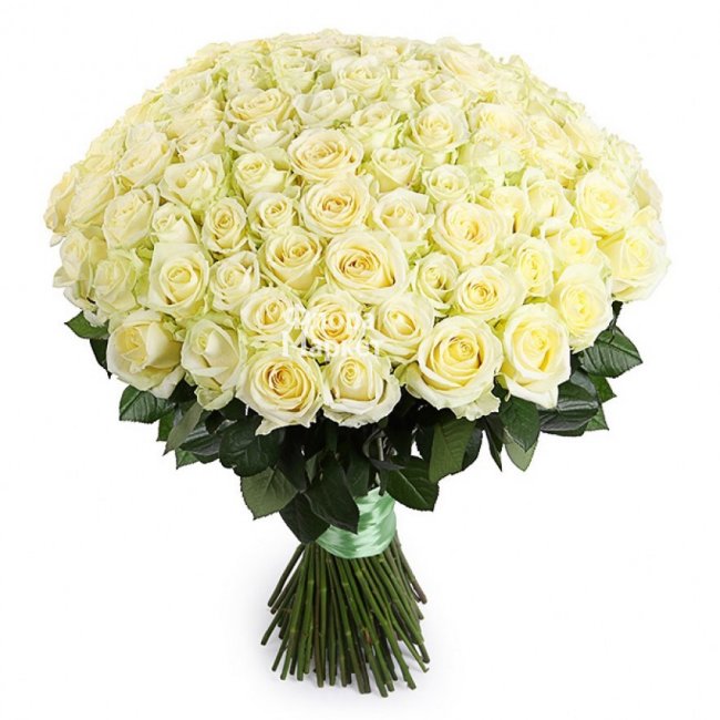 Большой букет белых роз 71 шт в Петрозаводске от магазина цветов «Флора Маркет»