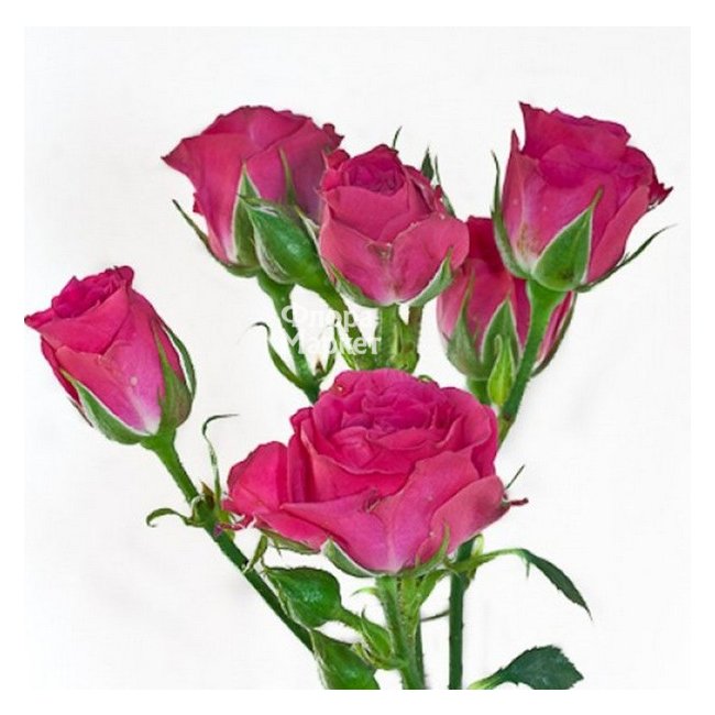 Кустовая розовая роза в Петрозаводске от магазина цветов «Флора Маркет»
