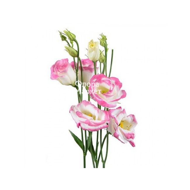 Эустома бело-розовая в Петрозаводске от магазина цветов «Флора Маркет»