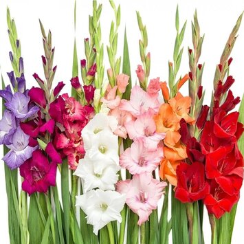 Гладиолус 70 см; под заказ