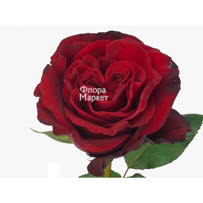 Пионовидная роза Hearts СЕРДЦЕ в Петрозаводске от магазина цветов «Флора Маркет»