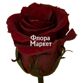 Роза Родос 60 см. от интернет-магазина «Флора Маркет» в Петрозаводске
