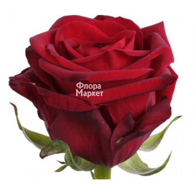 Роза Red Naomi в Петрозаводске от магазина цветов «Флора Маркет»