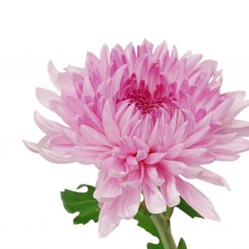 Хризантема розовая