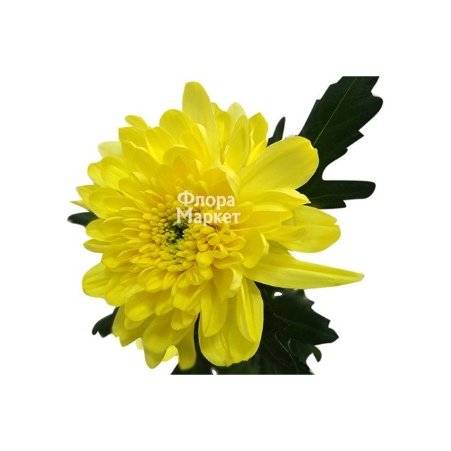 Хризантема желтая в Петрозаводске от магазина цветов «Флора Маркет»