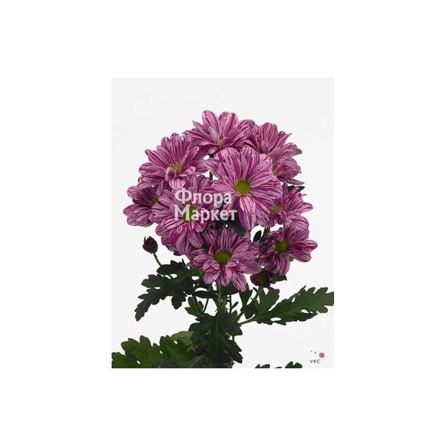 Хризантема кустовая Артист в Петрозаводске от магазина цветов «Флора Маркет»