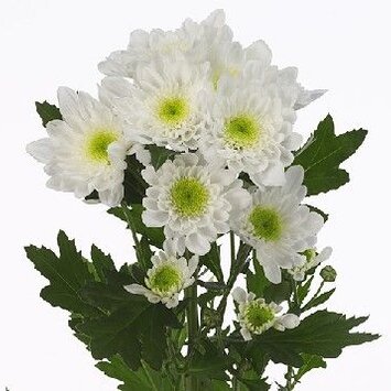 Хризантема кустовая Радость