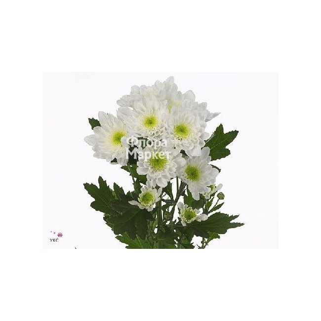 Хризантема кустовая Радость в Петрозаводске от магазина цветов «Флора Маркет»
