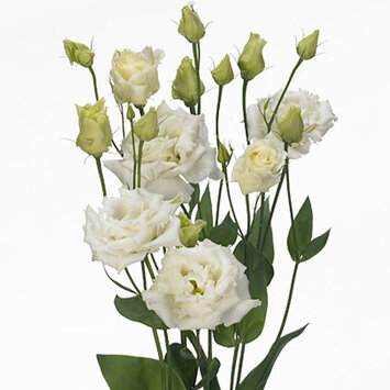 Лизиантус (Эустома)