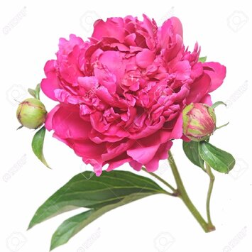 Пионы в ассортименте, под заказ