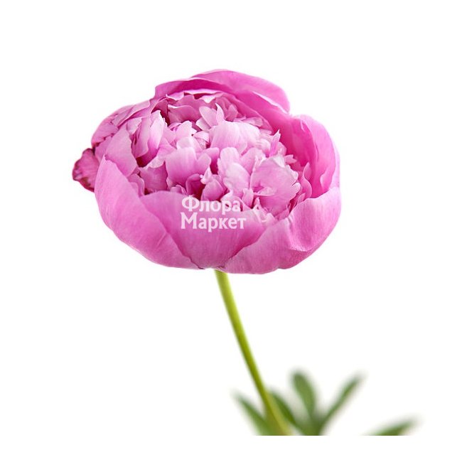 Розовый пион в Петрозаводске от магазина цветов «Флора Маркет»