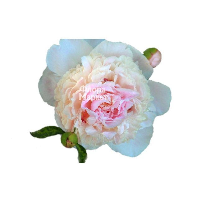 Бело-розовый пион в Петрозаводске от магазина цветов «Флора Маркет»