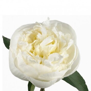 Белый пион; под заказ