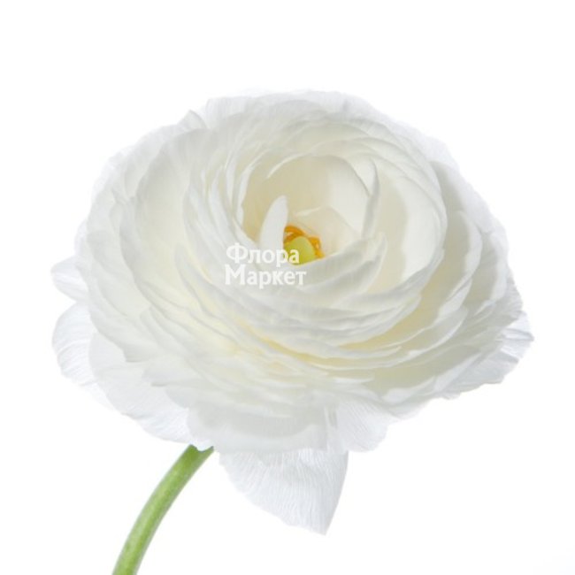 Белый ранункулюс в Петрозаводске от магазина цветов «Флора Маркет»