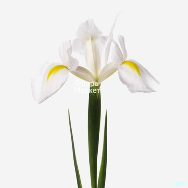 Белый ирис в Петрозаводске от магазина цветов «Флора Маркет»