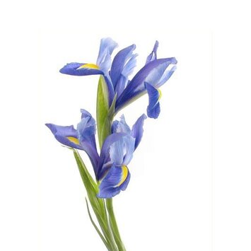 Голубой ирис