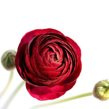 Красный ранункулюс; под заказ