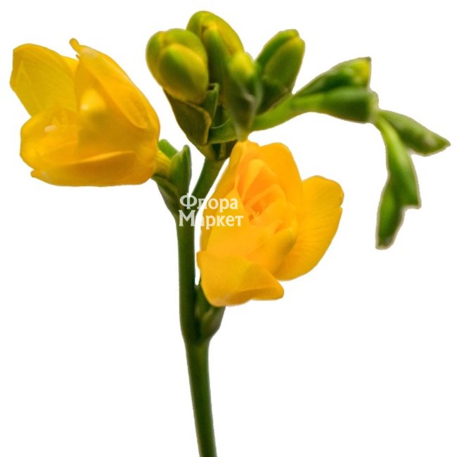 Желтая фрезия в Петрозаводске от магазина цветов «Флора Маркет»