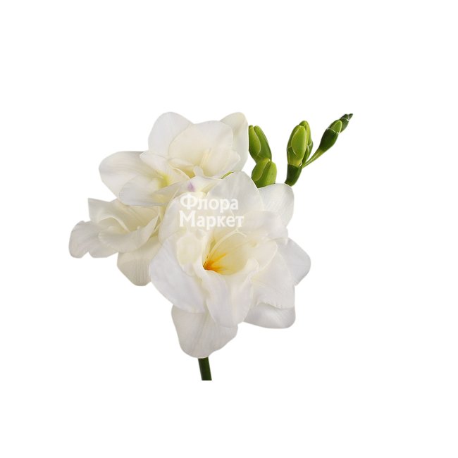 Белая фрезия в Петрозаводске от магазина цветов «Флора Маркет»