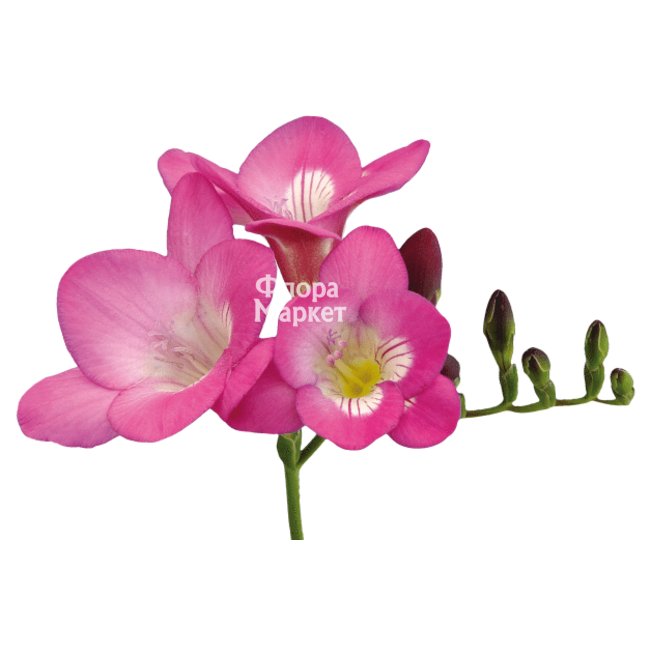 Розовая фрезия в Петрозаводске от магазина цветов «Флора Маркет»