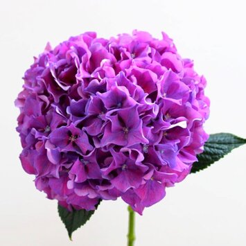 Сиреневая гортензия