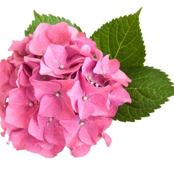 Розовая гортензия