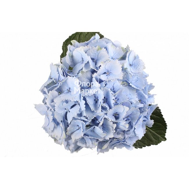 Голубая гортензия в Петрозаводске от магазина цветов «Флора Маркет»