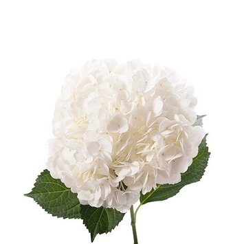 Белая гортензия