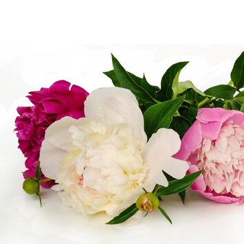 Пионы; под заказ