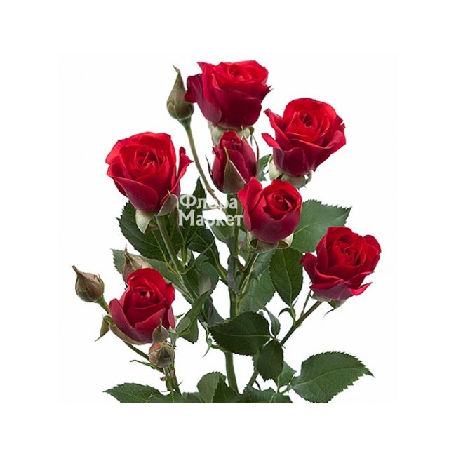 Кустовая роза в Петрозаводске от магазина цветов «Флора Маркет»
