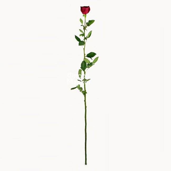 Роза высотой 2 метра под заказ в Петрозаводске от магазина цветов «Флора Маркет»
