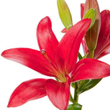Лилия красная