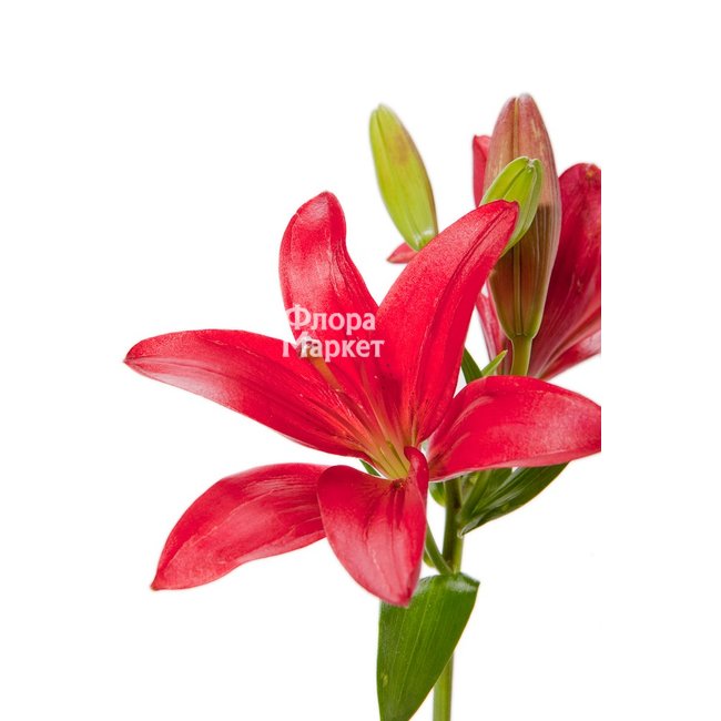 Лилия красная в Петрозаводске от магазина цветов «Флора Маркет»