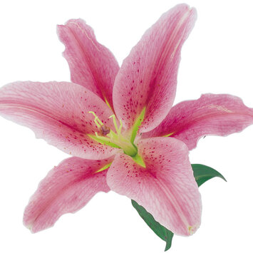 Лилия розовая