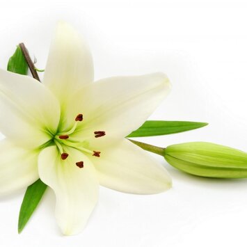 Лилия белая