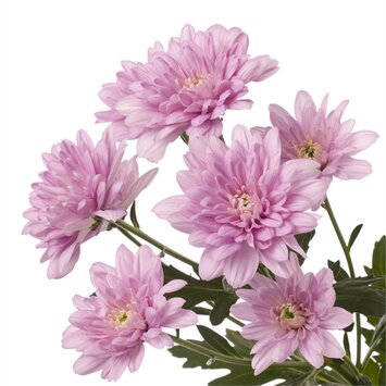 Кустовая светло-розовая хризантема