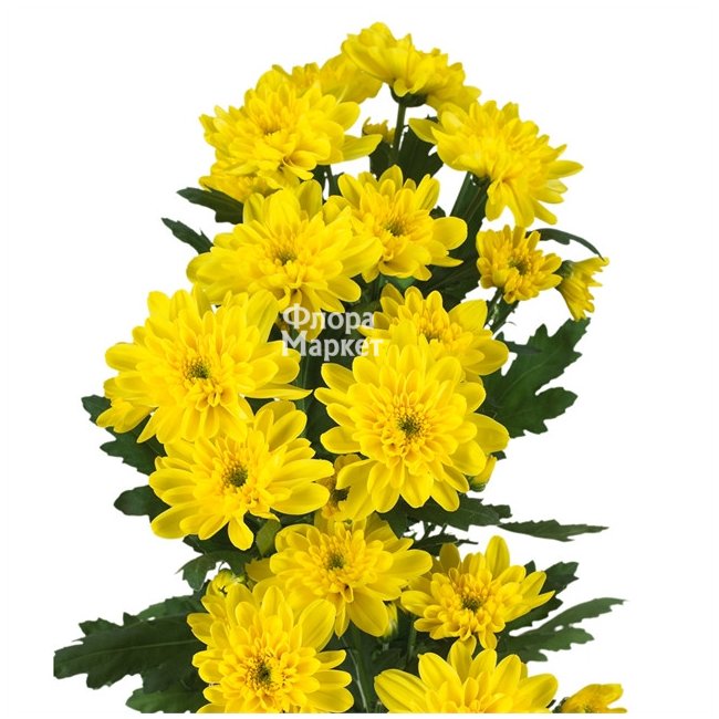 Кустовая желтая хризантема в Петрозаводске от магазина цветов «Флора Маркет»