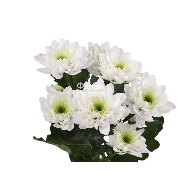 Кустовая белая хризантема в Петрозаводске от магазина цветов «Флора Маркет»