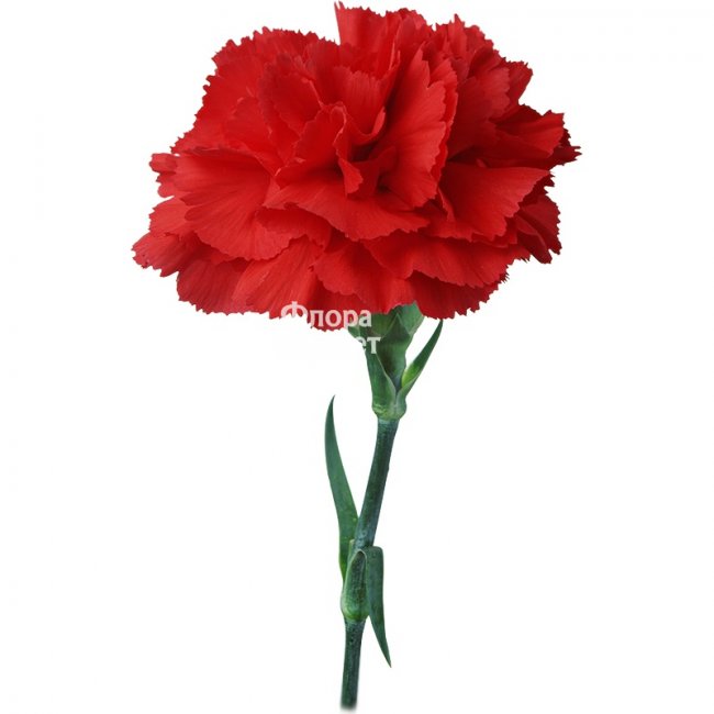 Гвоздика красная в Петрозаводске от магазина цветов «Флора Маркет»